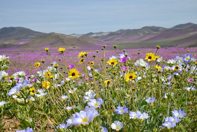 flowering desert